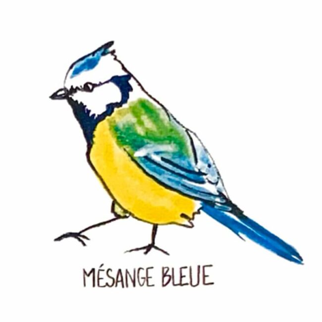 Illustration d'une mésange bleue