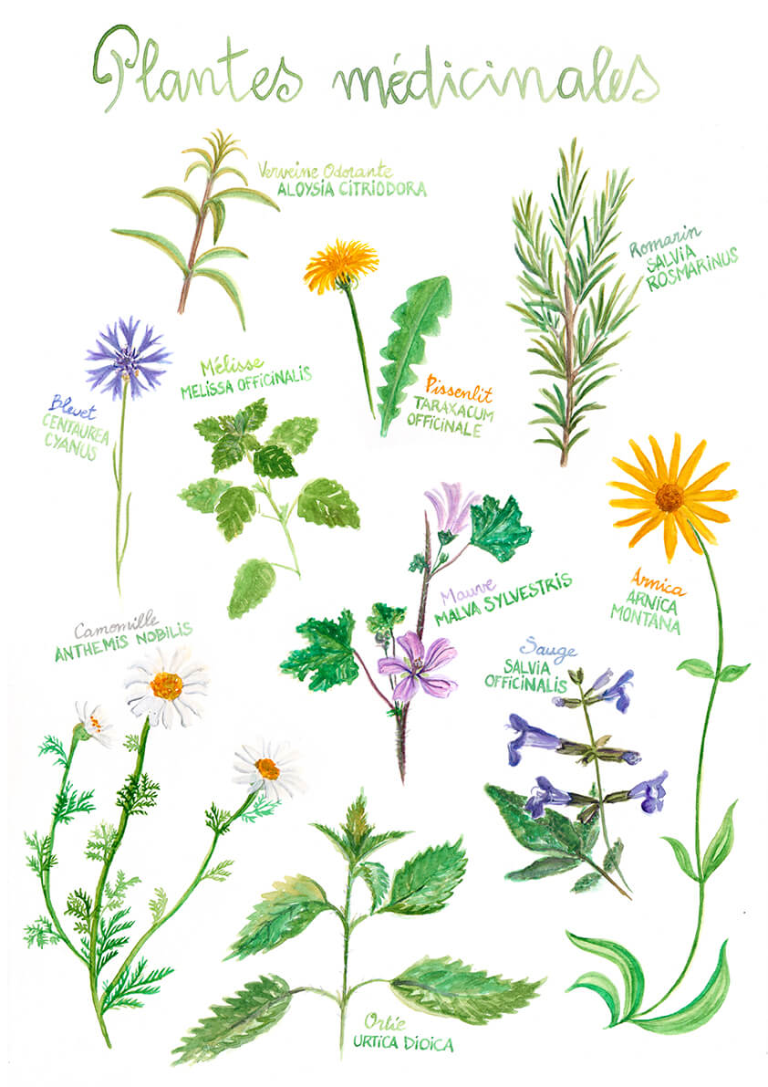 dessins de plantes
